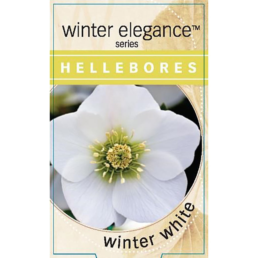 HELLEBORUS SINGLE WINTER WHITE 14CM