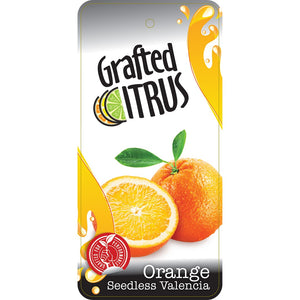 CITRUS ORANGE VALENCIA SEEDLESS 12L