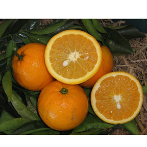 CITRUS ORANGE VALENCIA SEEDLESS 12L