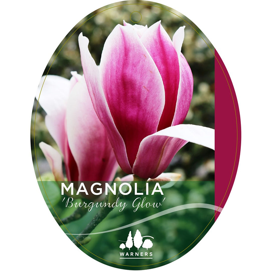 MAGNOLIA BURGUNDY GLOW