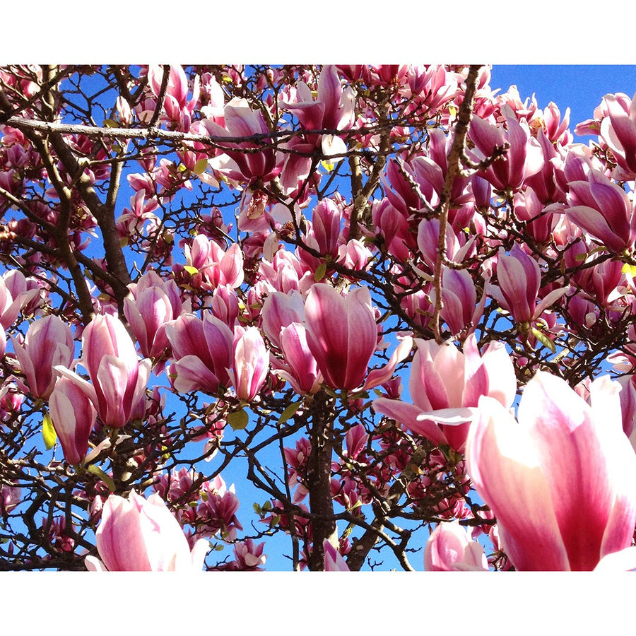 MAGNOLIA BURGUNDY GLOW