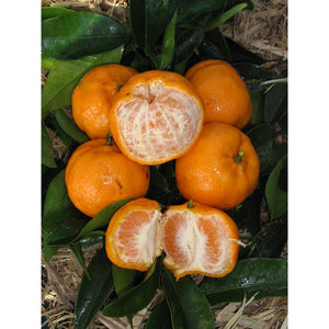 CITRUS DWARF MANDARIN EMPEROR 5L