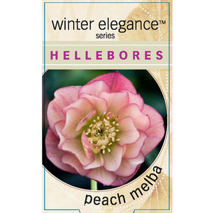 HELLEBORUS DOUBLE PEACH MELBA 14CM