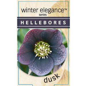 HELLEBORUS SINGLE DUSK 14CM