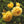 Load image into Gallery viewer, ROSA DAVID AUSTIN BAREROOT 2 YR GOLDEN CELEBRATION 20CM
