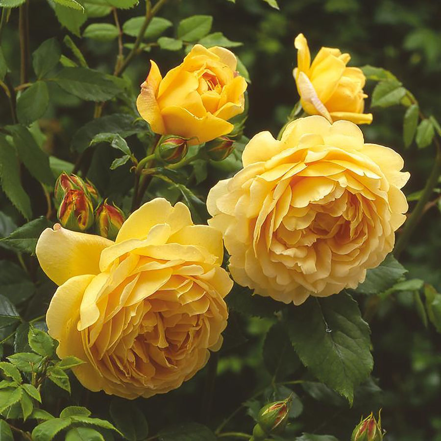 ROSA DAVID AUSTIN BAREROOT 2 YR GOLDEN CELEBRATION 20CM