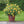 Load image into Gallery viewer, ROSA DAVID AUSTIN BAREROOT 2 YR GOLDEN CELEBRATION 20CM
