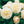 Load image into Gallery viewer, ROSA DAVID AUSTIN BAREROOT 2 YR LICHFIELD ANGEL 20CM
