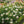 Load image into Gallery viewer, ROSA DAVID AUSTIN BAREROOT 2 YR LICHFIELD ANGEL 20CM
