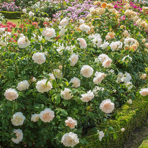 ROSA DAVID AUSTIN BAREROOT 2 YR LICHFIELD ANGEL 20CM