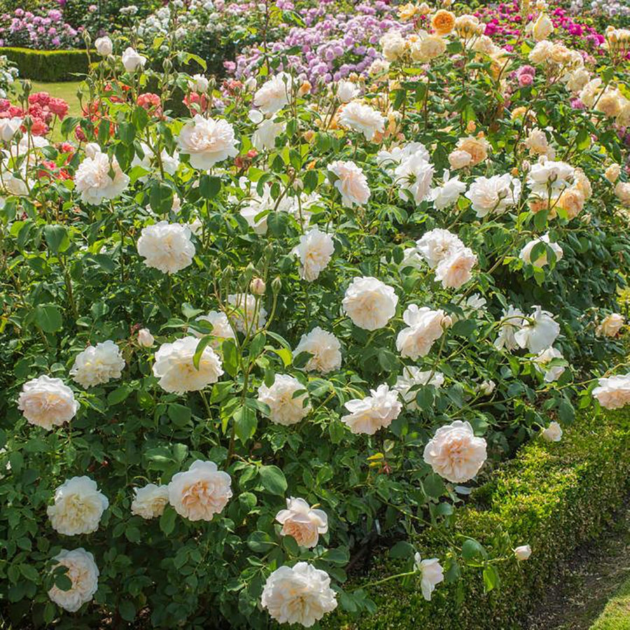 ROSA DAVID AUSTIN BAREROOT 2 YR LICHFIELD ANGEL 20CM