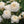 Load image into Gallery viewer, ROSA DAVID AUSTIN BAREROOT 2 YR CLAIRE AUSTIN 20CM
