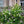 Load image into Gallery viewer, ROSA DAVID AUSTIN BAREROOT 2 YR CLAIRE AUSTIN 20CM
