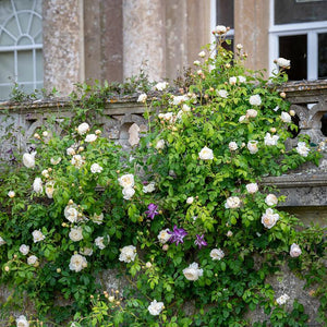 ROSA DAVID AUSTIN BAREROOT 2 YR CLAIRE AUSTIN 20CM