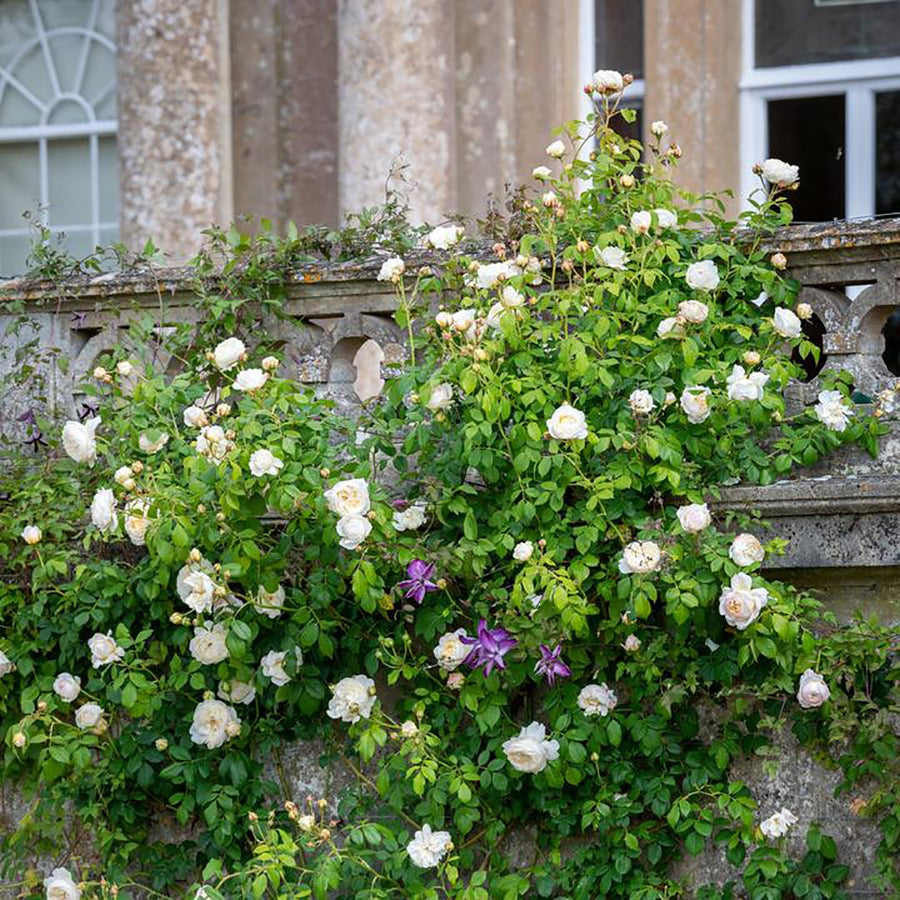 ROSA DAVID AUSTIN BAREROOT 2 YR CLAIRE AUSTIN 20CM
