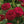 Load image into Gallery viewer, ROSA DAVID AUSTIN DARCEY BUSSELL 20CM
