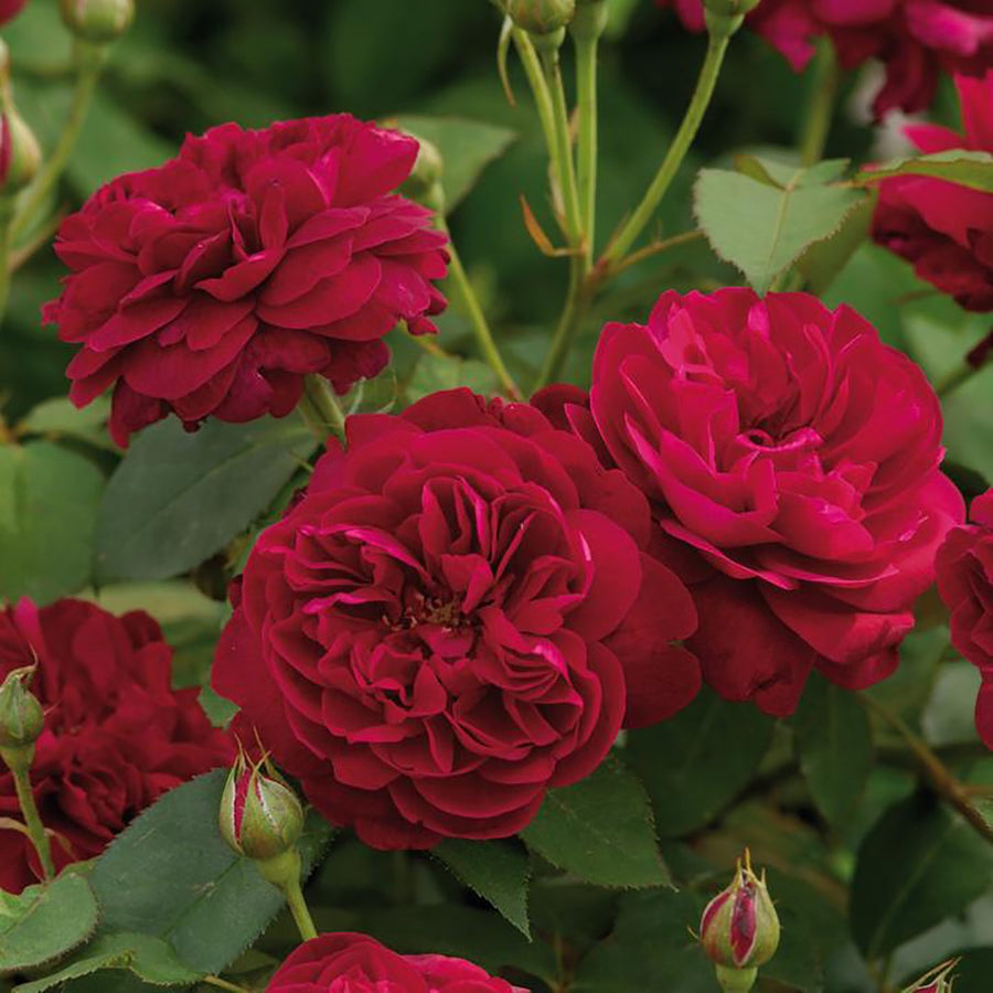 ROSA DAVID AUSTIN DARCEY BUSSELL 20CM