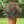 Load image into Gallery viewer, ROSA DAVID AUSTIN DARCEY BUSSELL 20CM
