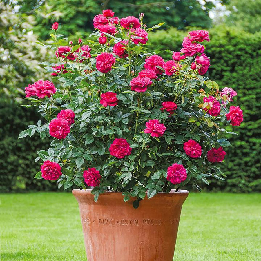 ROSA DAVID AUSTIN DARCEY BUSSELL 20CM