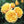 Load image into Gallery viewer, ROSA DAVID AUSTIN BAREROOT 2 YR GRAHAM THOMAS 20CM
