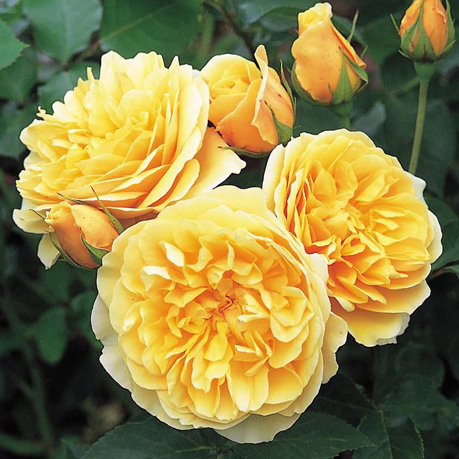ROSA DAVID AUSTIN BAREROOT 2 YR GRAHAM THOMAS 20CM