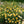 Load image into Gallery viewer, ROSA DAVID AUSTIN BAREROOT 2 YR GRAHAM THOMAS 20CM
