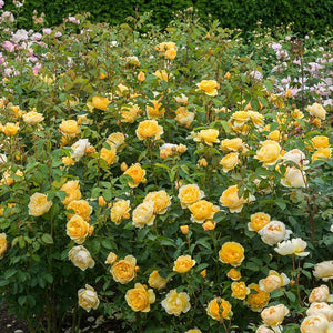 ROSA DAVID AUSTIN BAREROOT 2 YR GRAHAM THOMAS 20CM