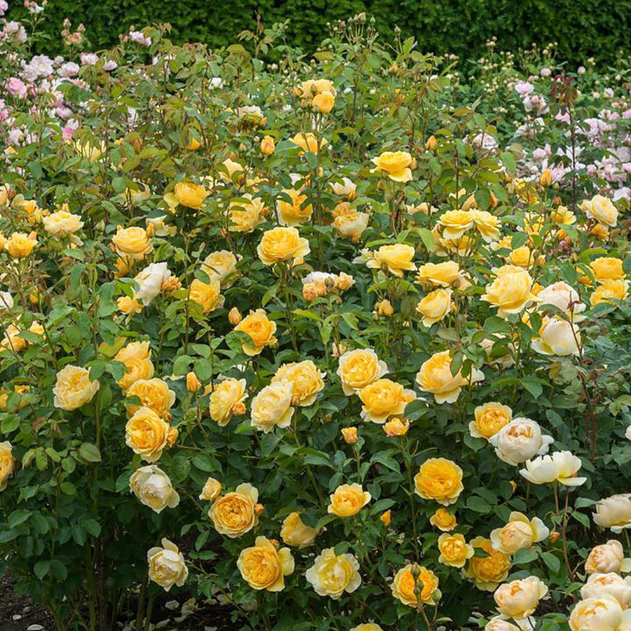 ROSA DAVID AUSTIN BAREROOT 2 YR GRAHAM THOMAS 20CM