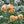 Load image into Gallery viewer, ROSA DAVID AUSTIN JUDE THE OBSCURE 20CM
