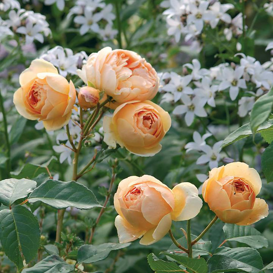ROSA DAVID AUSTIN JUDE THE OBSCURE 20CM