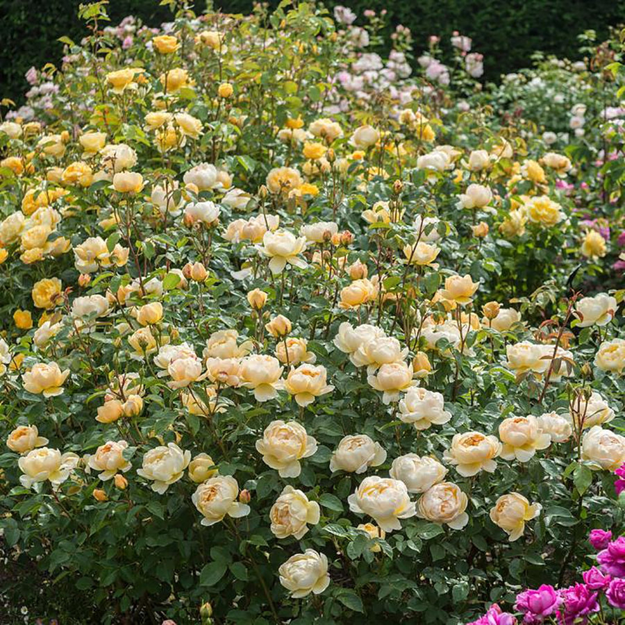 ROSA DAVID AUSTIN JUDE THE OBSCURE 20CM