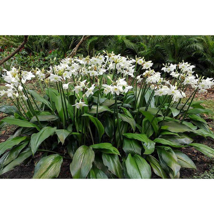 eucharis lily flower EUCHARIS GRANDIFLORA – Honeysuckle Garden