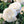Load image into Gallery viewer, ROSA DAVID AUSTIN BAREROOT 2 YR WINCHESTER CATHEDRAL 20CM
