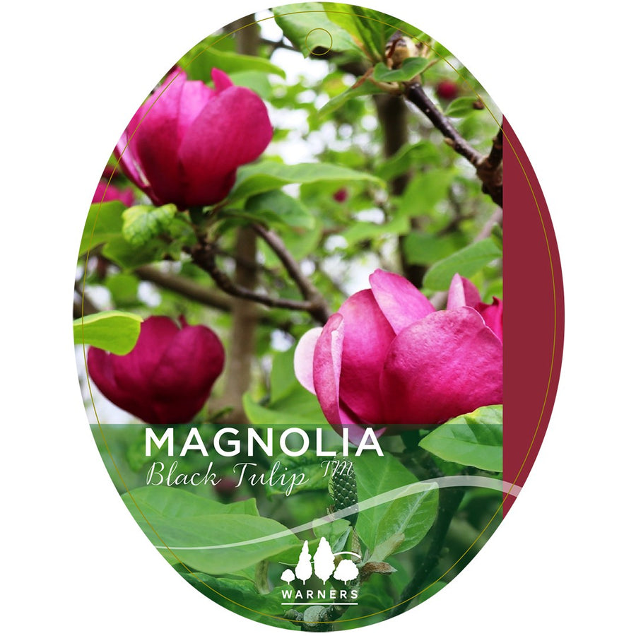 MAGNOLIA BLACK TULIP