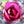 Load image into Gallery viewer, MAGNOLIA BLACK TULIP
