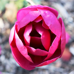 MAGNOLIA BLACK TULIP