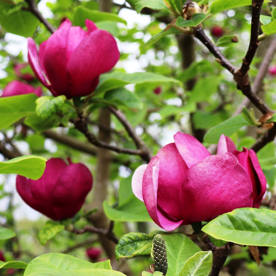 MAGNOLIA BLACK TULIP