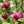 Load image into Gallery viewer, MAGNOLIA BLACK TULIP
