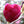 Load image into Gallery viewer, MAGNOLIA GENIE
