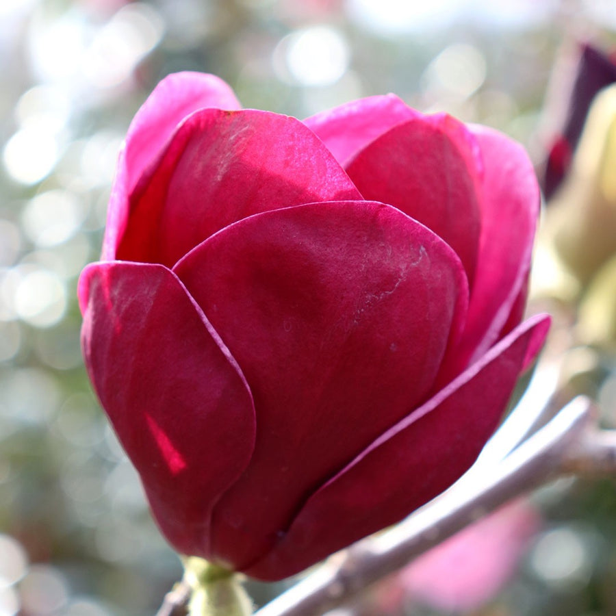 MAGNOLIA GENIE