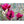 Load image into Gallery viewer, MAGNOLIA GENIE
