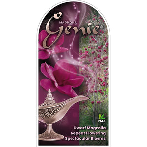 MAGNOLIA GENIE