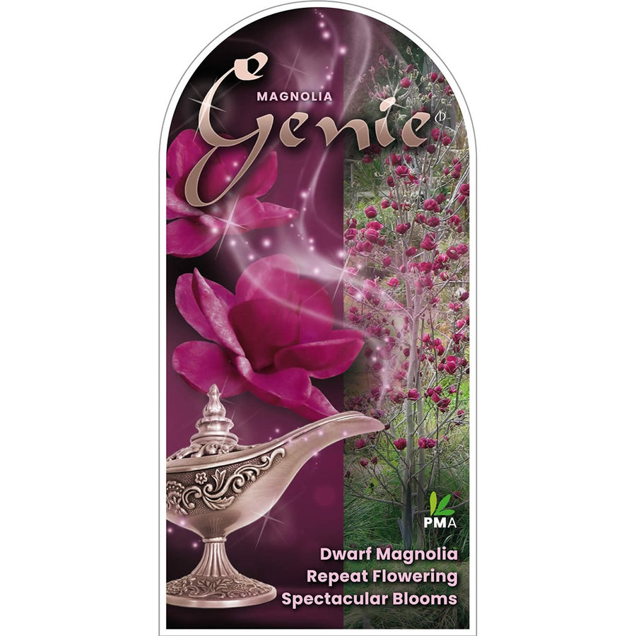MAGNOLIA GENIE