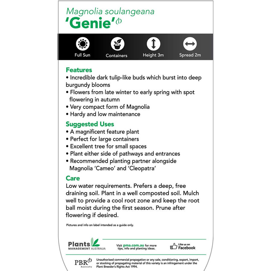 MAGNOLIA GENIE