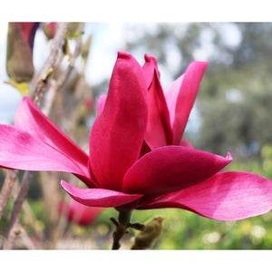 MAGNOLIA BURGUNDY STAR