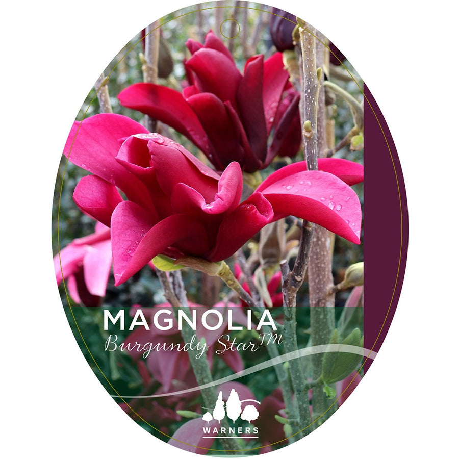 MAGNOLIA BURGUNDY STAR