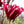 Load image into Gallery viewer, MAGNOLIA BURGUNDY STAR
