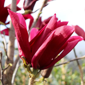 MAGNOLIA BURGUNDY STAR