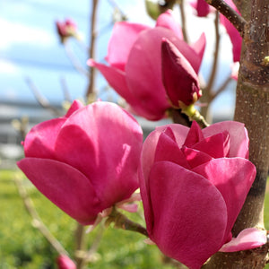 MAGNOLIA CAMEO