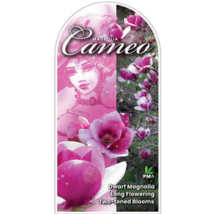 MAGNOLIA CAMEO